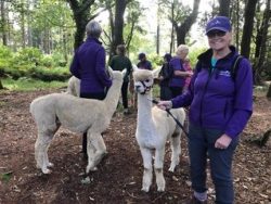 Nordic walkers with Alpacas at the WALX festival